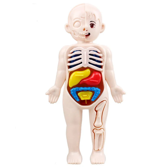 Kid Montessori 3D Puzzle Human Body Anatomy Model Educational Learning Organ Assembled