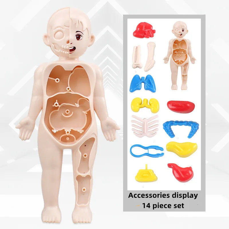 Kid Montessori 3D Puzzle Human Body Anatomy Model Educational Learning Organ Assembled