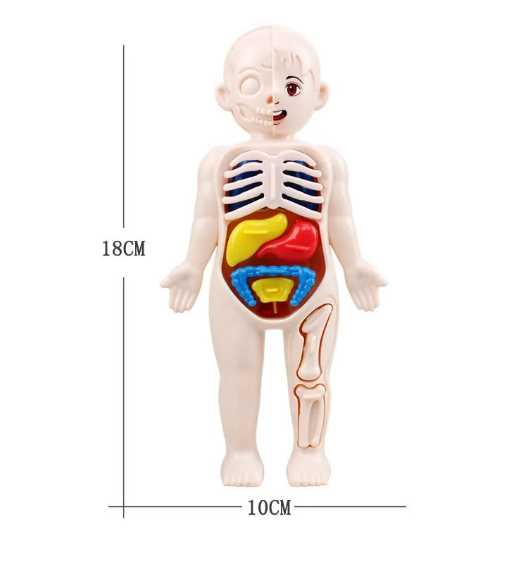 Kid Montessori 3D Puzzle Human Body Anatomy Model Educational Learning Organ Assembled